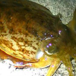 連日コウイカ好調！ヤリイカ？も釣れました